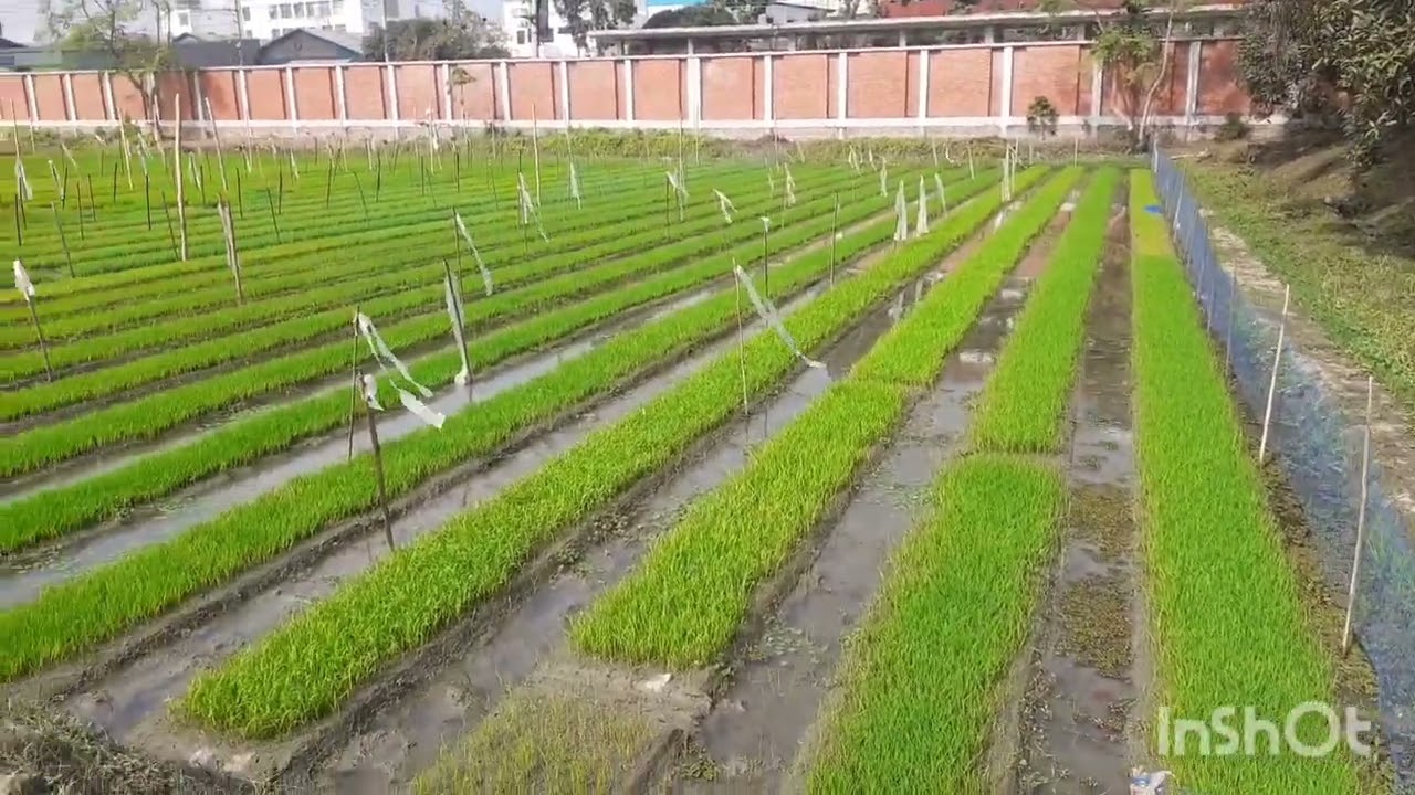 বিভিন্ন জাতের ধানের বীজতলা | ব্রি ধানের বীজতলা | BRRI Boro Dhan bijtola field | Boro Dhan field 