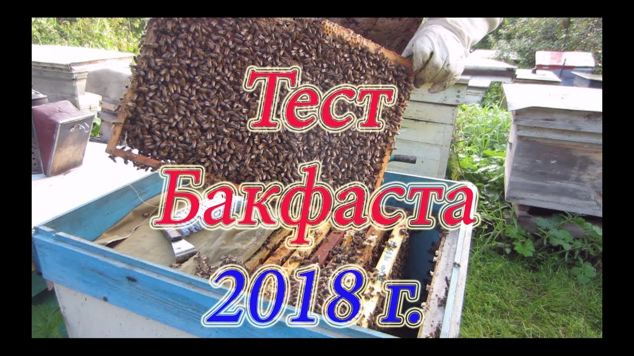 БАКФАСТ ПОСЛЕ ГЛАВНОГО МЕДОСБОРА, ОСМОТР ГНЕЗДОВОГО КОРПУСА ПО РАМОЧНО🔥🔥🔥