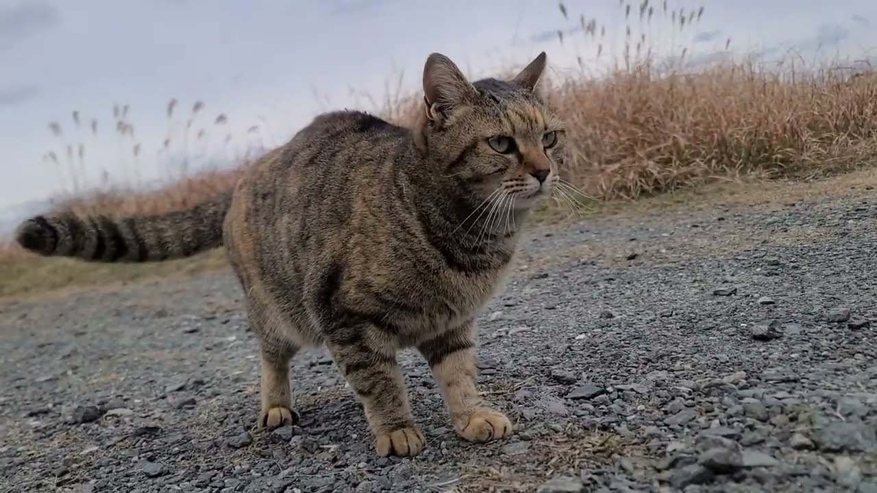 【野良猫】バス釣りしてたら可愛い野良猫に癒された。