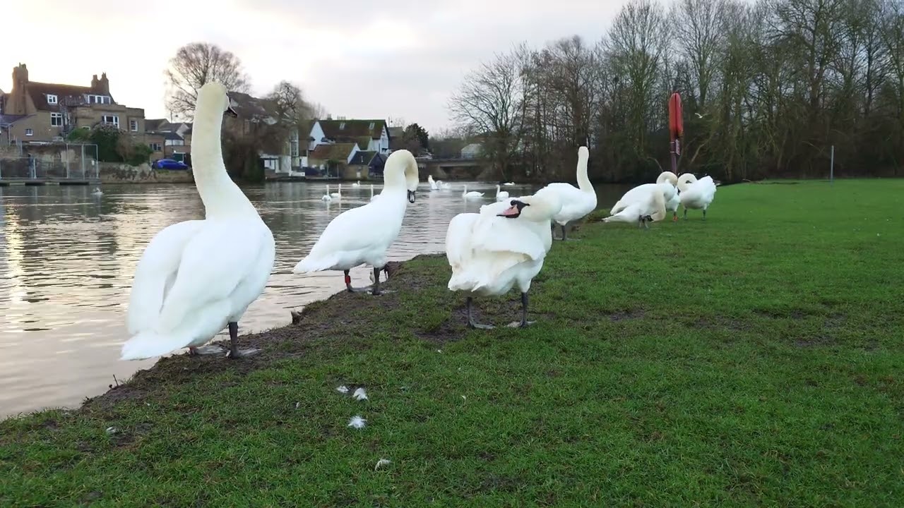 Relaxing River Scene | Swans Preening (10 Minutes)