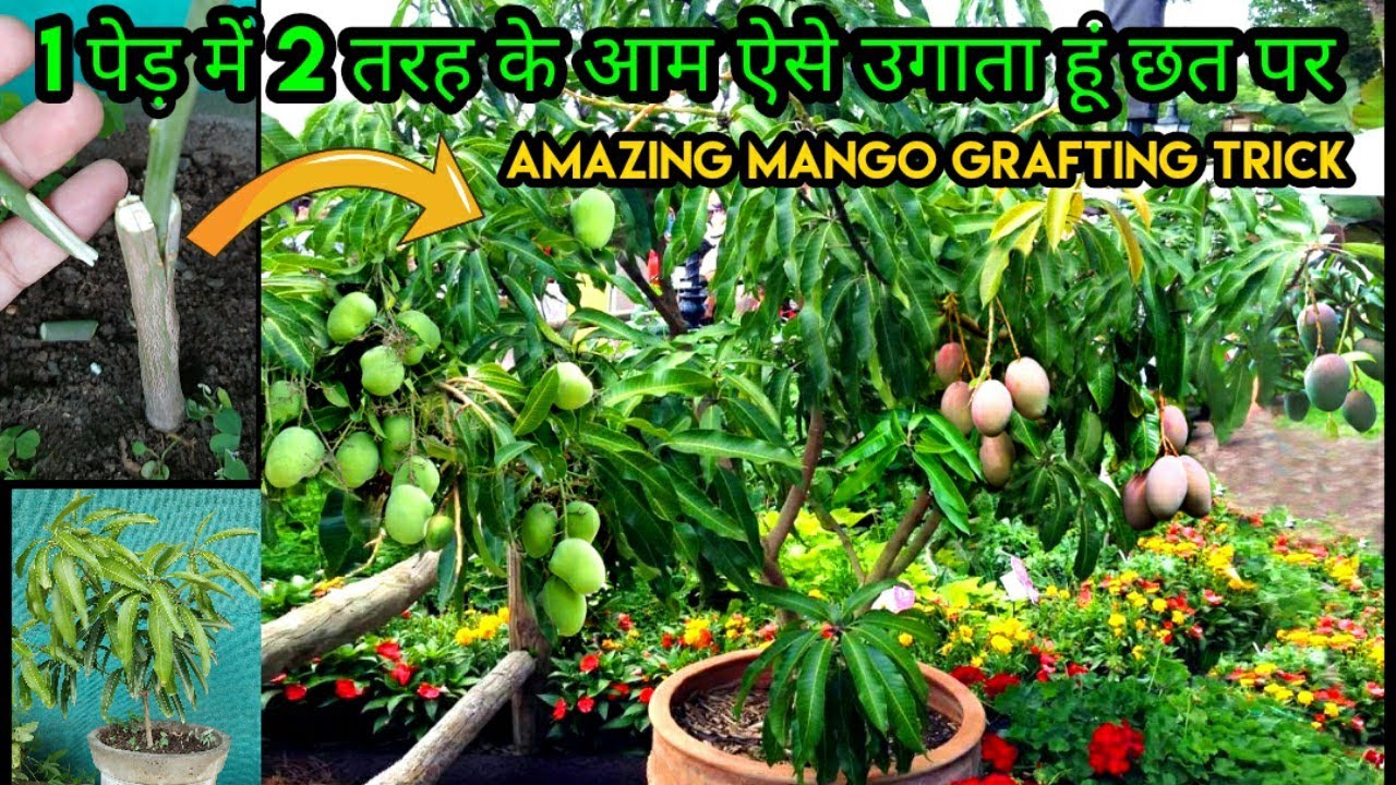 1 पेड़ में 2 वेरायटीज़ के आम, ऐसे उगाता हूं छत पर ढेर सारे आम|Mango Grafting And Air layering Secret