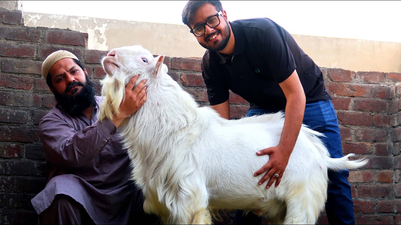 Teddy Goats Breeding Setup Of Mian Imran Lahore 2021