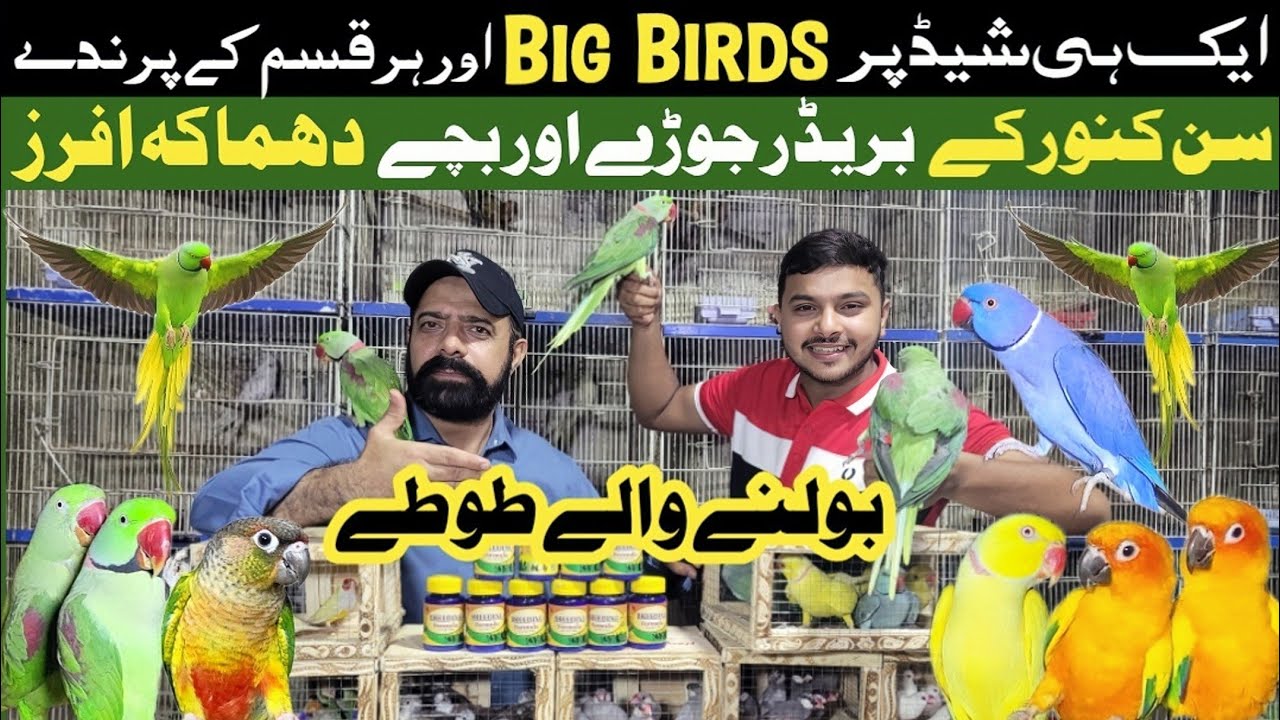 Hafiz breeding setup | bolne wale bachay 