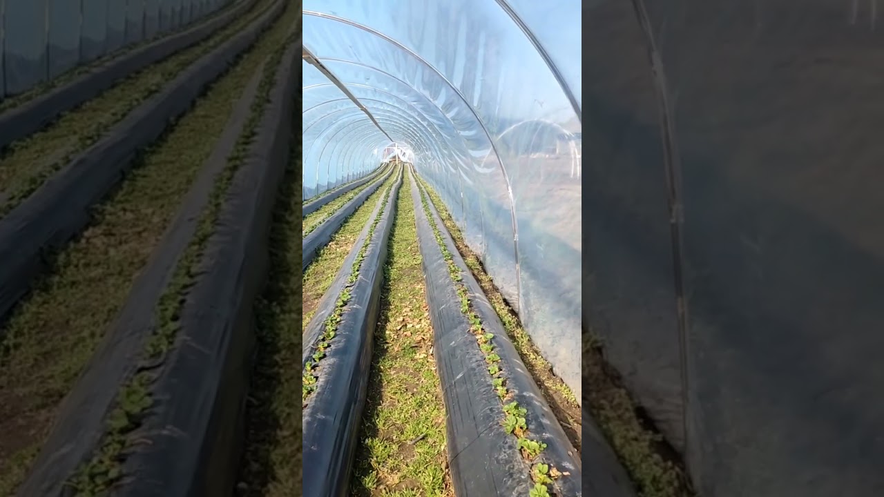 Делимся опытом работы с плёнкой для теплиц. 
