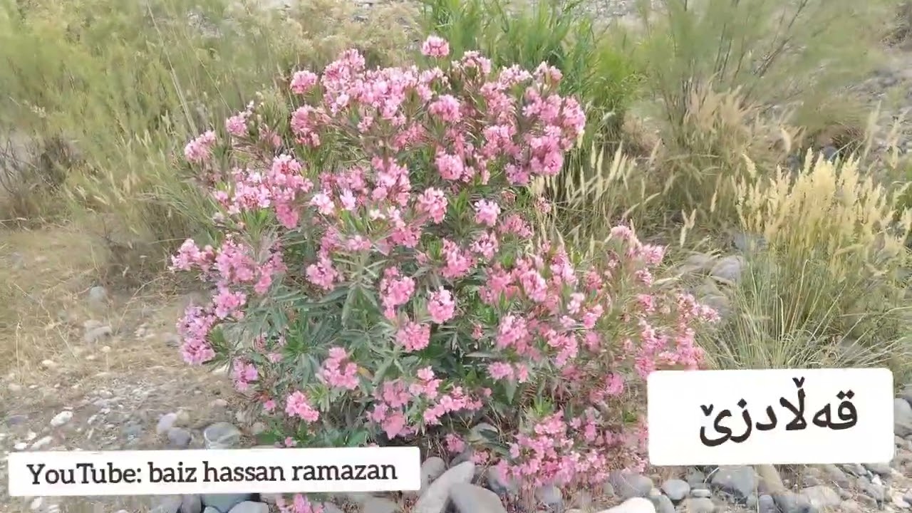 ژیان لێرە هەر وەک خۆیەتی،ئارام،سادە،قووڵ،ڕەسەن...