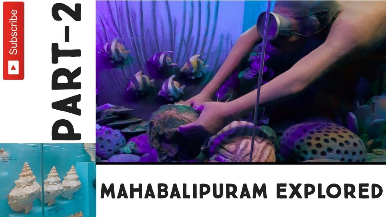 exploring Asia's  largest seashell museum 🔥 | interceptor 650 | mahabalipuram