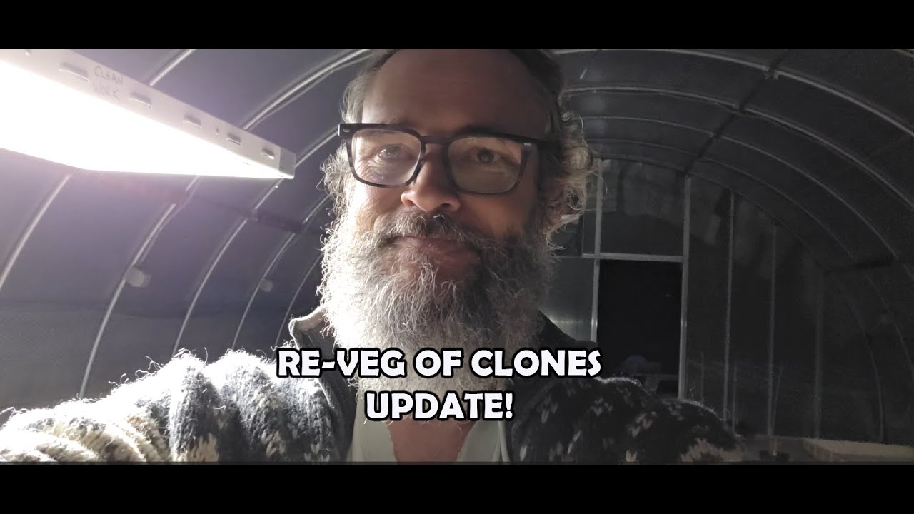 RE-VEG OF CLONES TAKEN FROM ALREADY FLOWERED & HARVESTED PLANTS!
