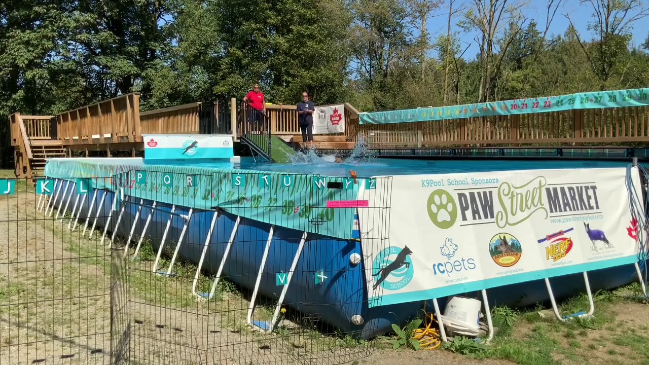 Toller Time K9 Pool School27 August 2020