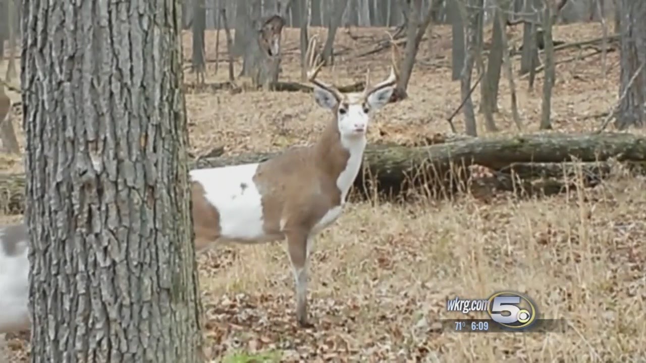 Hunter Scores Incredibly Rare Piebald Buck