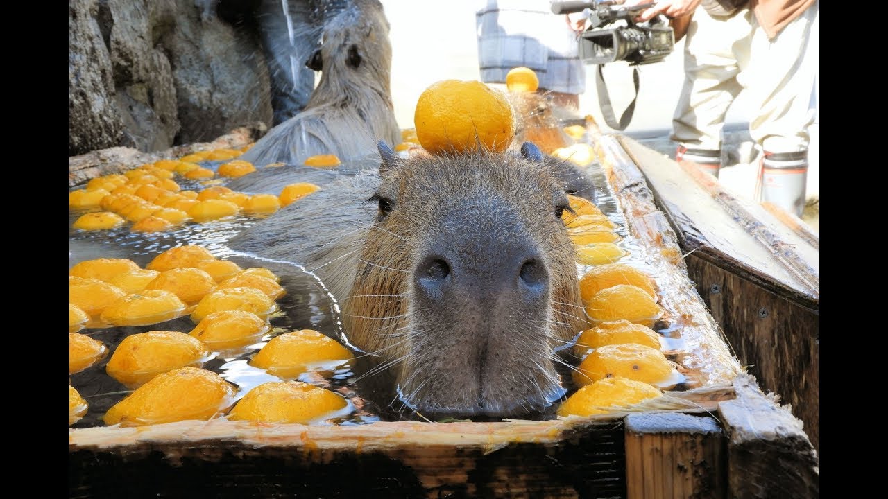 カピバラのゆず湯2018　那須どうぶつ王国