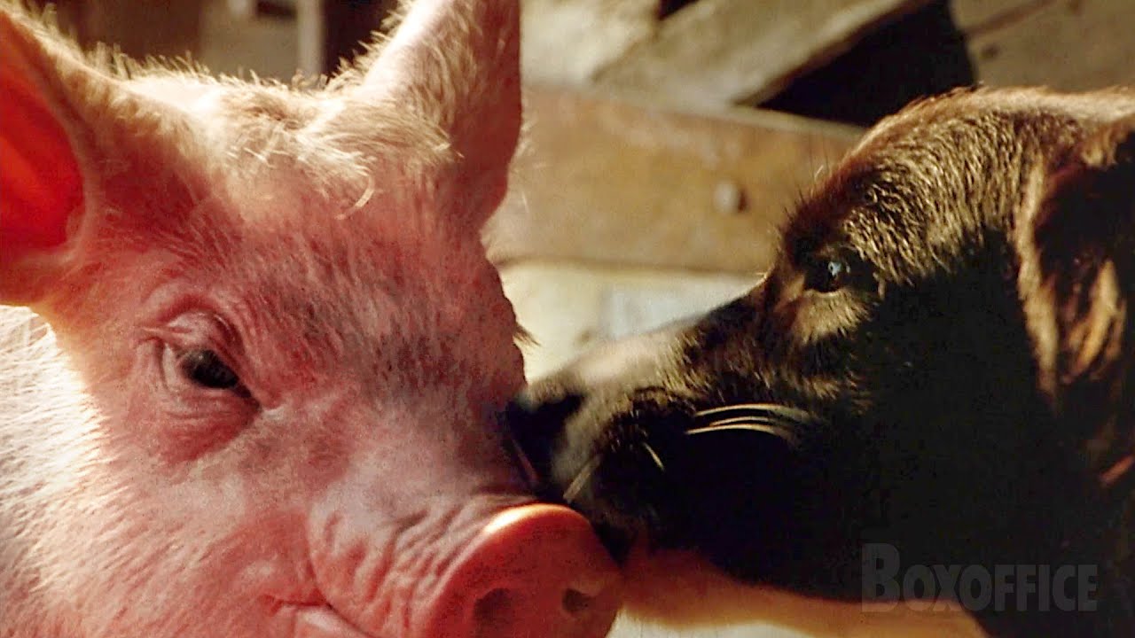 Est-ce que je peux t'appeler maman ? | Babe, le cochon devenu berger | Extrait VF
