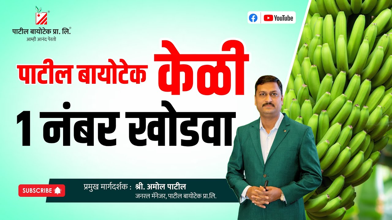 पाटील बायोटेक केळी १ नंबर खोडवा #bananafarming #patilbiotech #patilbiotechtissueculture
