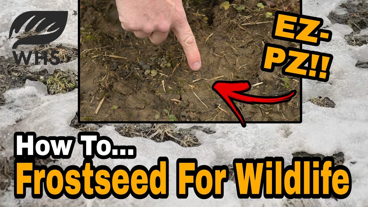 How To Frost Seed Clover and Switchgrass