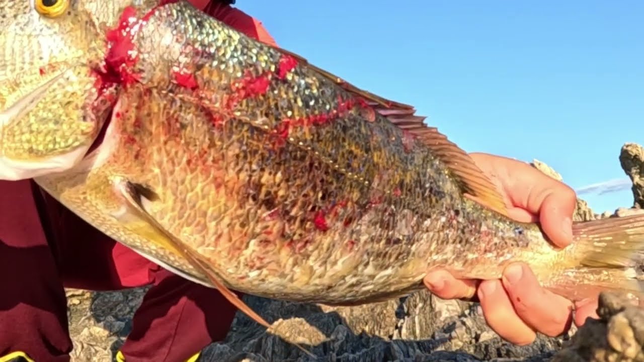 It takes a lot of work to catch a Dentex