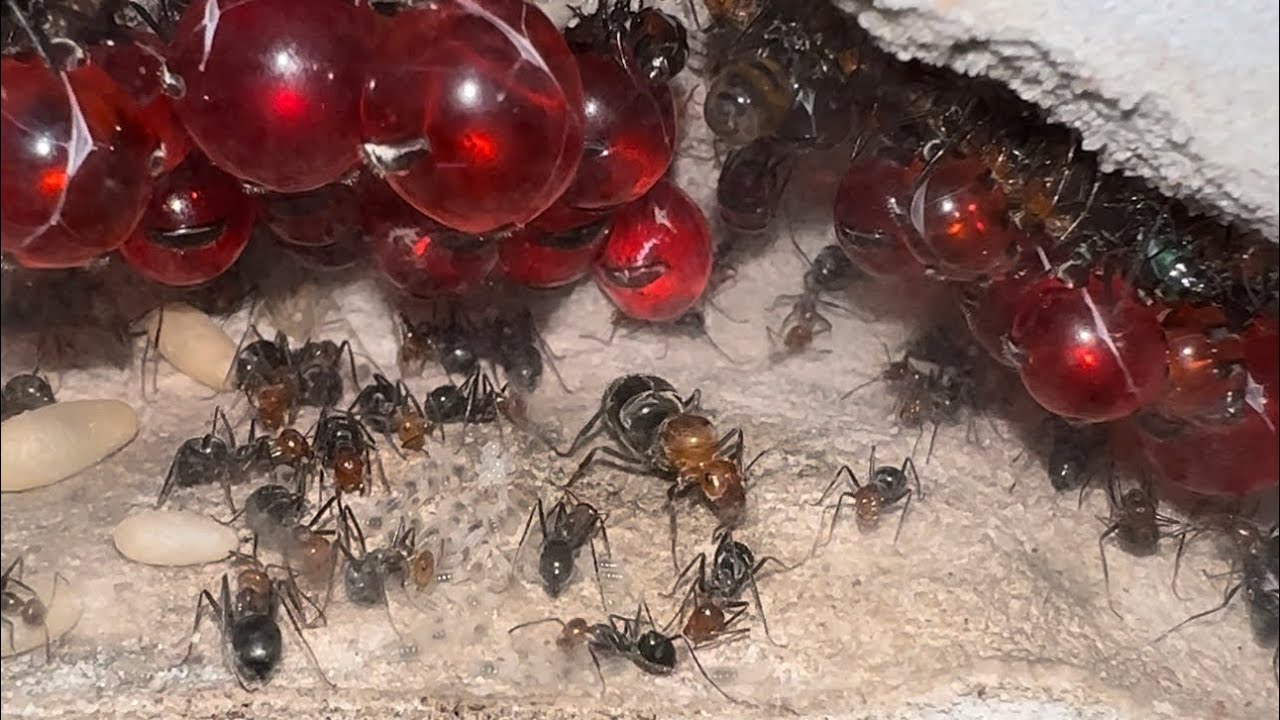 Honey pot collection tour… one colony has 6 queens!!!