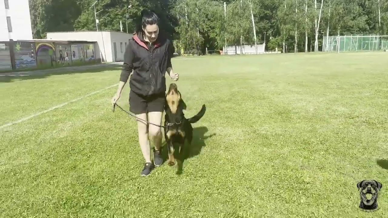 Face vom Schatz Bronn - 20 months - obedience