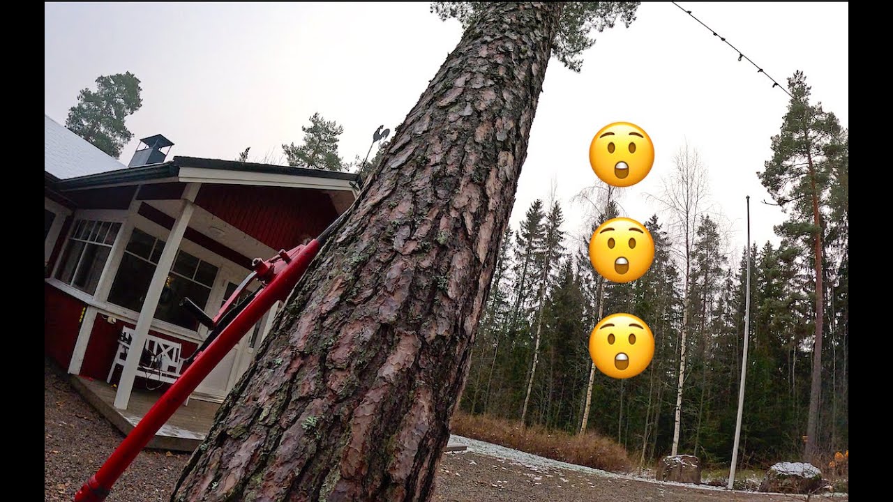 Nyt on uskomattoman vanha puu, katso ja ylläty.This tree is incredibly old.Husqvarna 572 @Akujelppi
