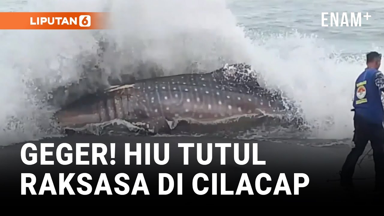 Geger! Hiu Tutul Raksasa Sepanjang 6 Meter Terdampar di Cilacap | Liputan6