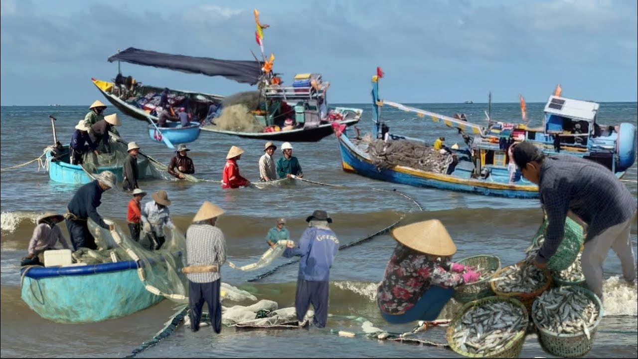 TRỜI IM BIỂN LONG HẢI TRÚNG CÁ TRÍCH VÀ LƯỚI RÙNG TRÚNG CÁ CƠM GIÁ 13 NGÀN 500 ,1kg