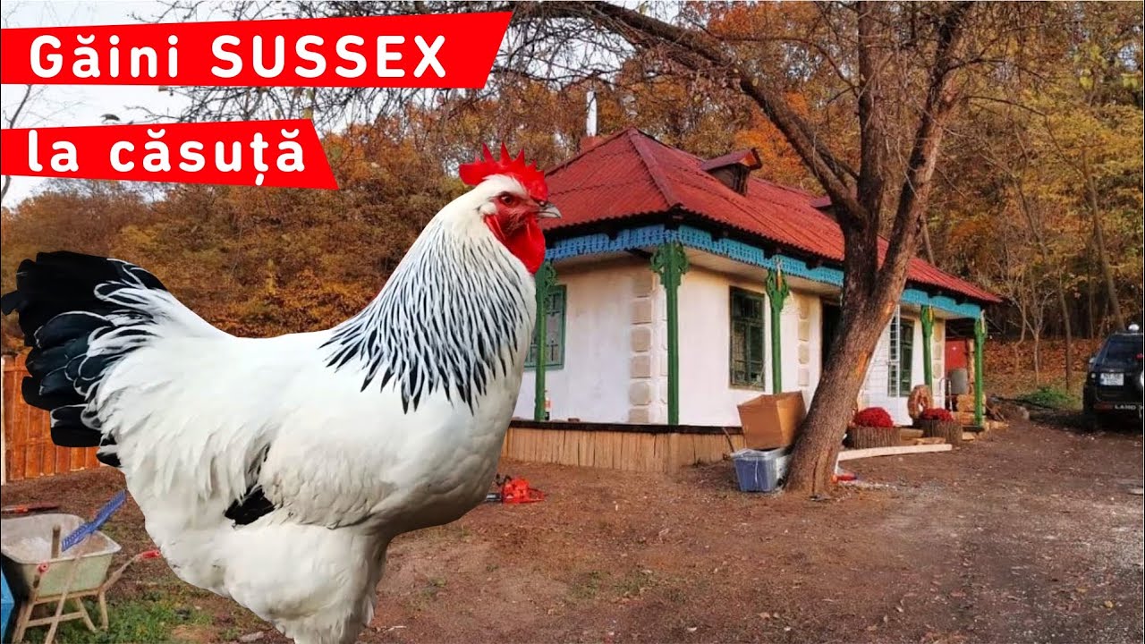 Găinile potrivite pentru căsuța din pădure sunt cele din rasa SUSSEX #TiberiușiCornel