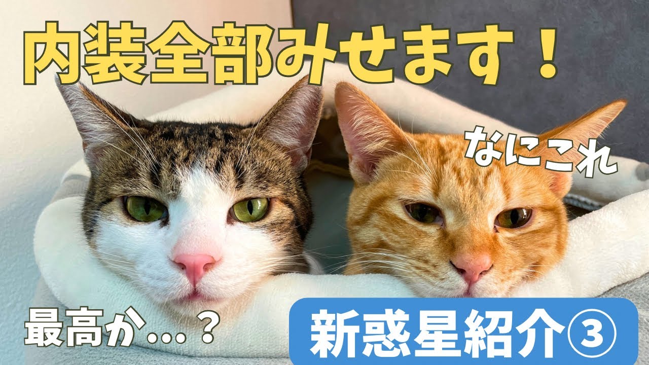 【内装工事終了！】新店舗を大公開！！【猫カフェ】