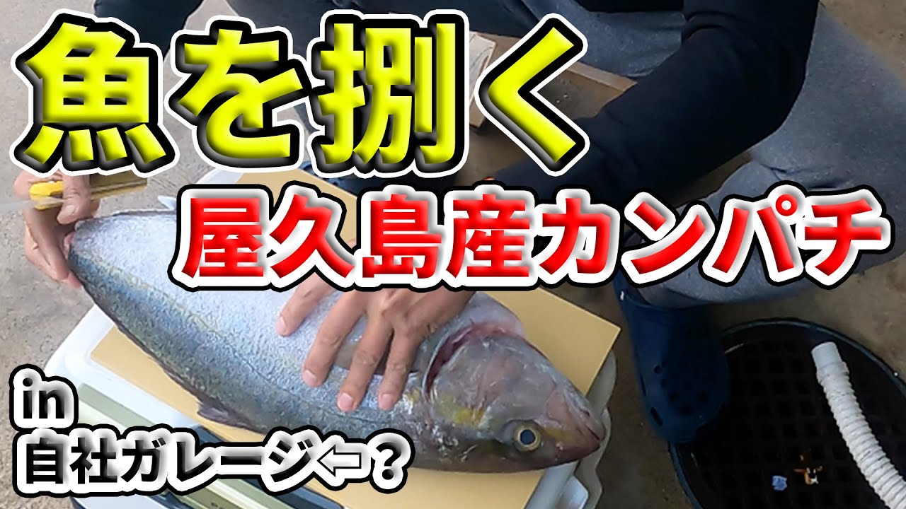 屋久島で釣ったカンパチをおすそわけ！ #料理 #魚捌き #カンパチ