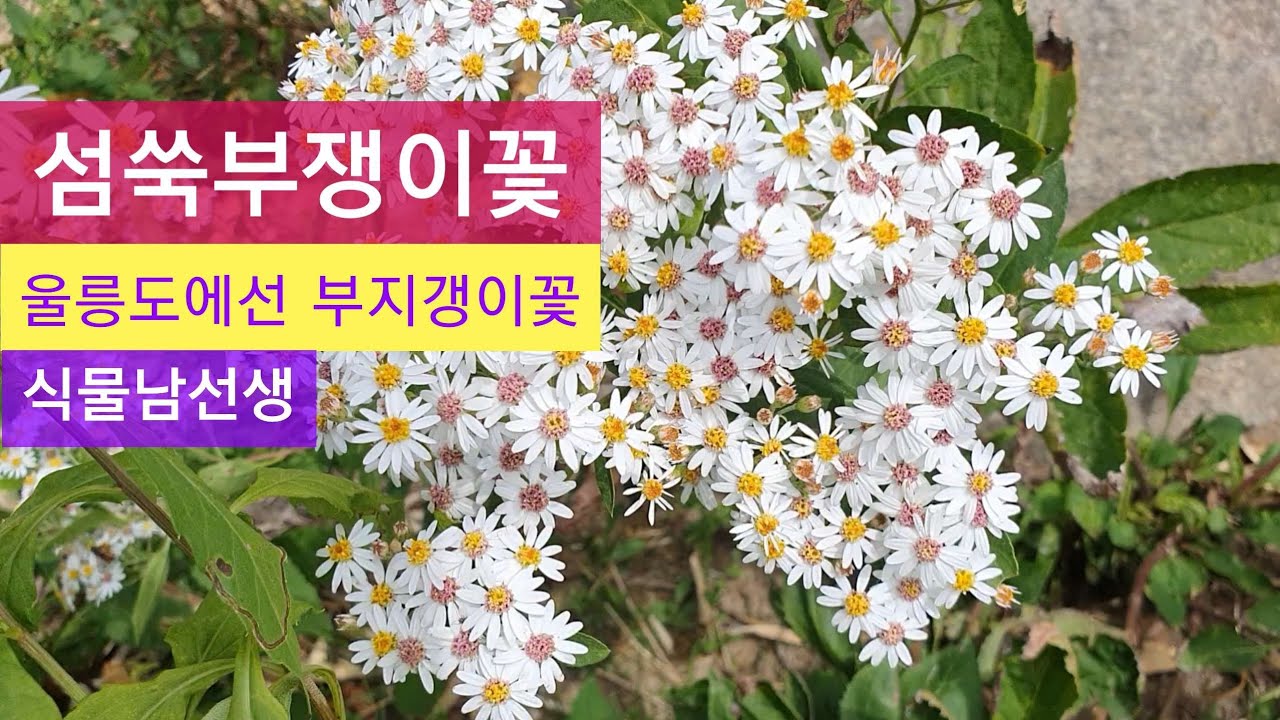 #섬쑥부쟁이꽃  #부지갱이꽃  #식물남선생