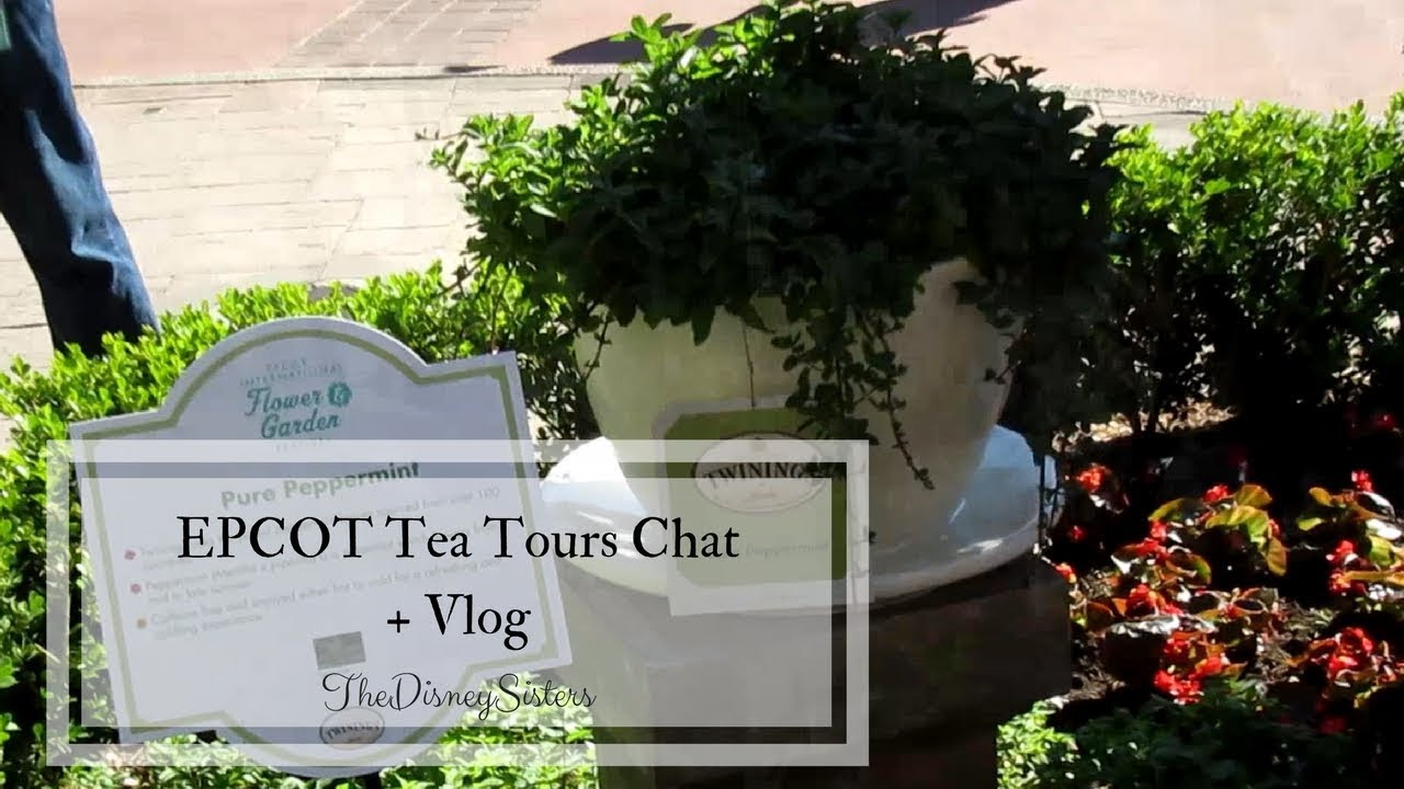 EPCOT Tea Tours Chat + Vlog
