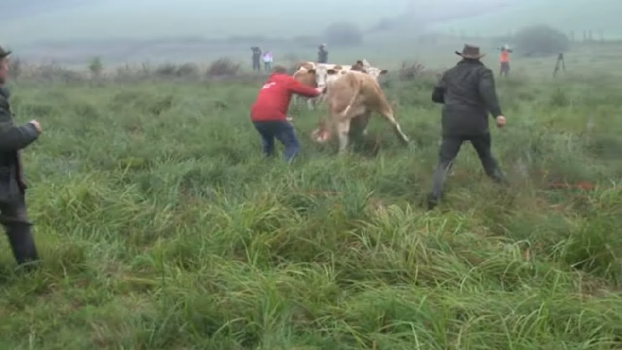 HARTES URTEIL: T&ouml;dliche Kuh-Attacke kommt Bauer teuer zu stehen