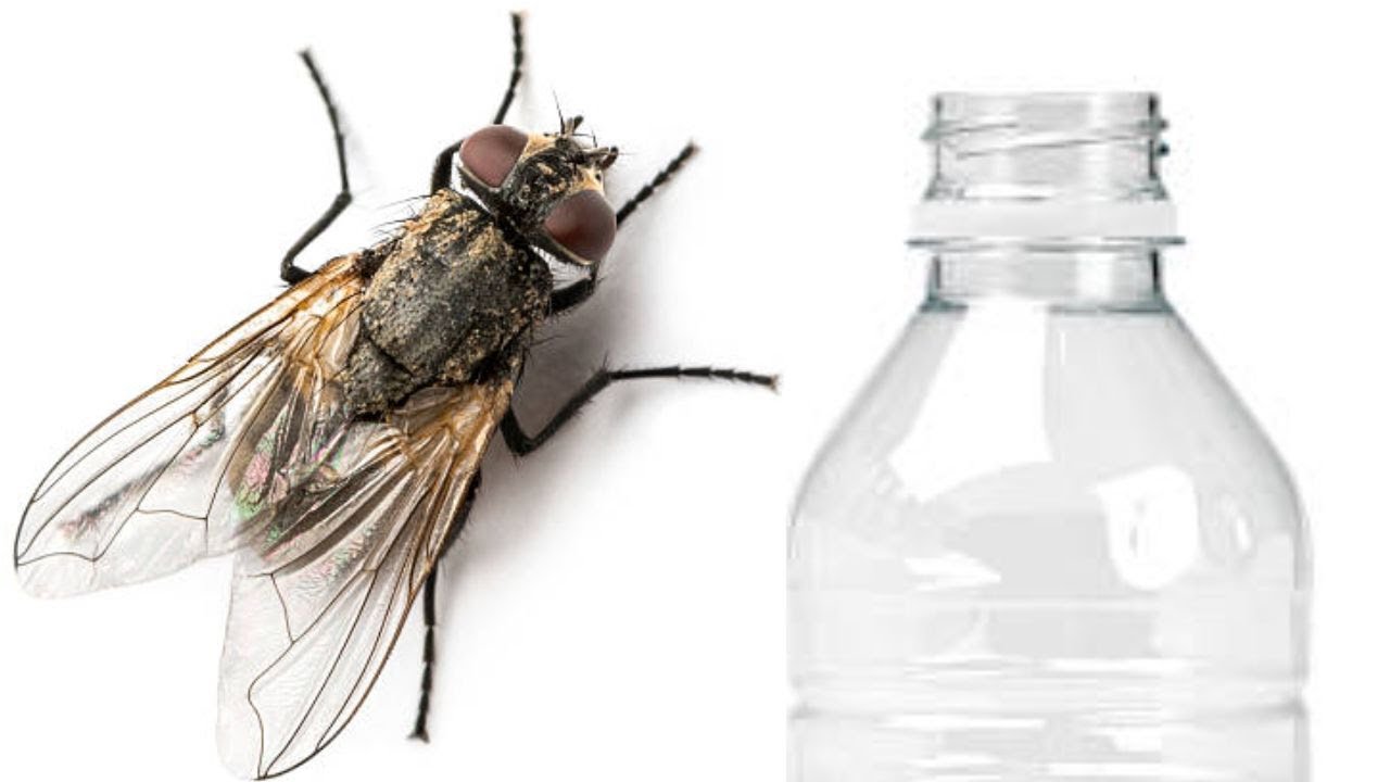 How do I make fly trap out of plastic bottle Plastic bottle fly trap Make a flytrap in 1 minute I
