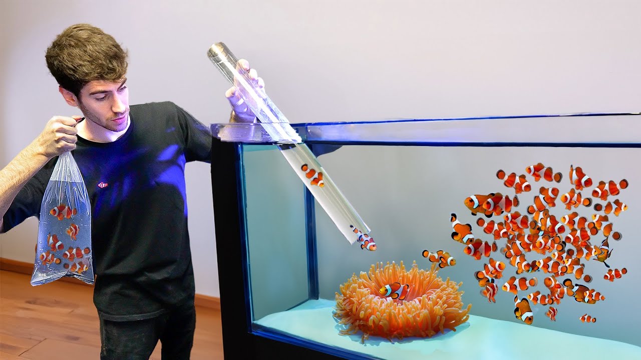 Adding 500x Clownfish to Anemone with BIG Clear Slide, This Happened...
