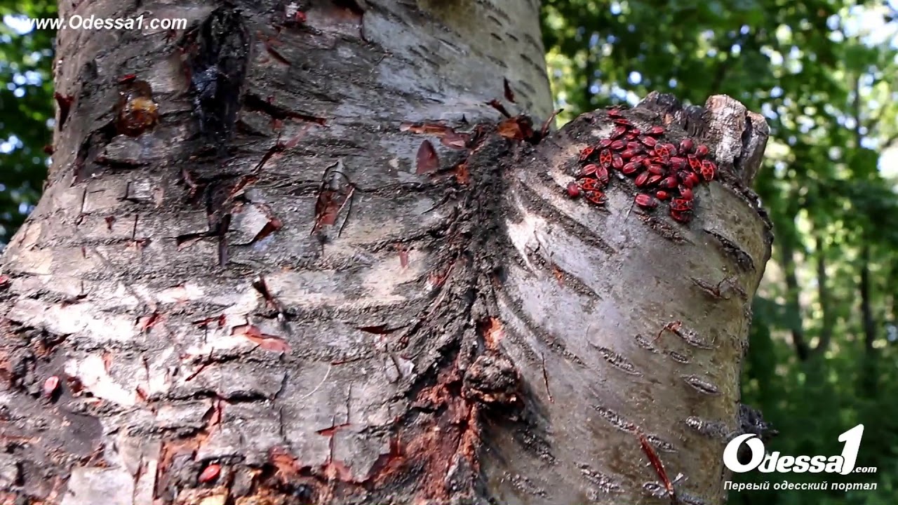 Odessa1.com - Подготовка к зиме жуков-солдатиков