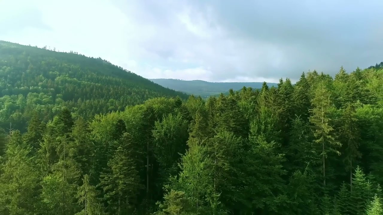 SEINE GNADE HÖRT NIEMALS AUF  ( PSALM 136 )  |  2