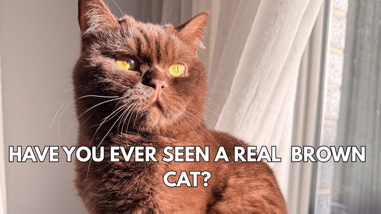 Have you ever seen a real brown cat?