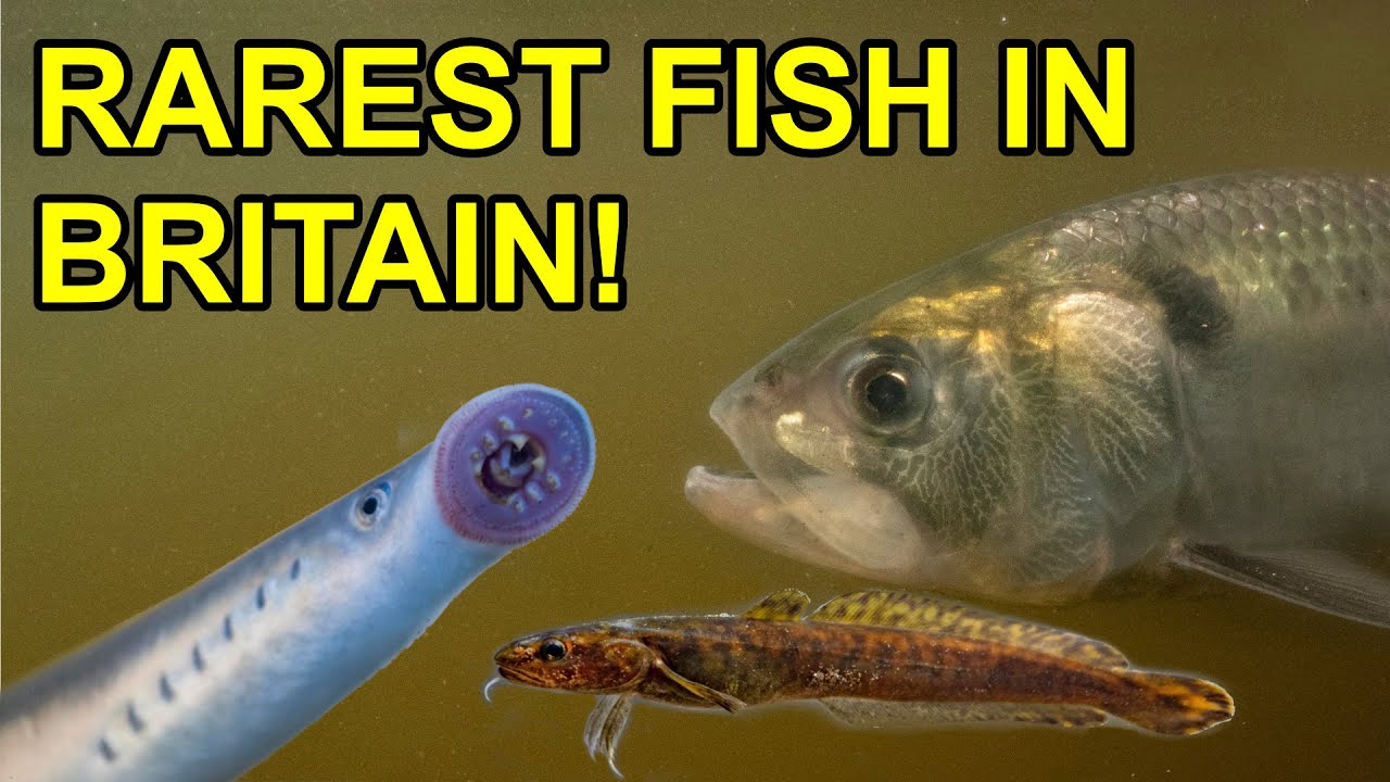 5 Rarest Freshwater Fish in UK