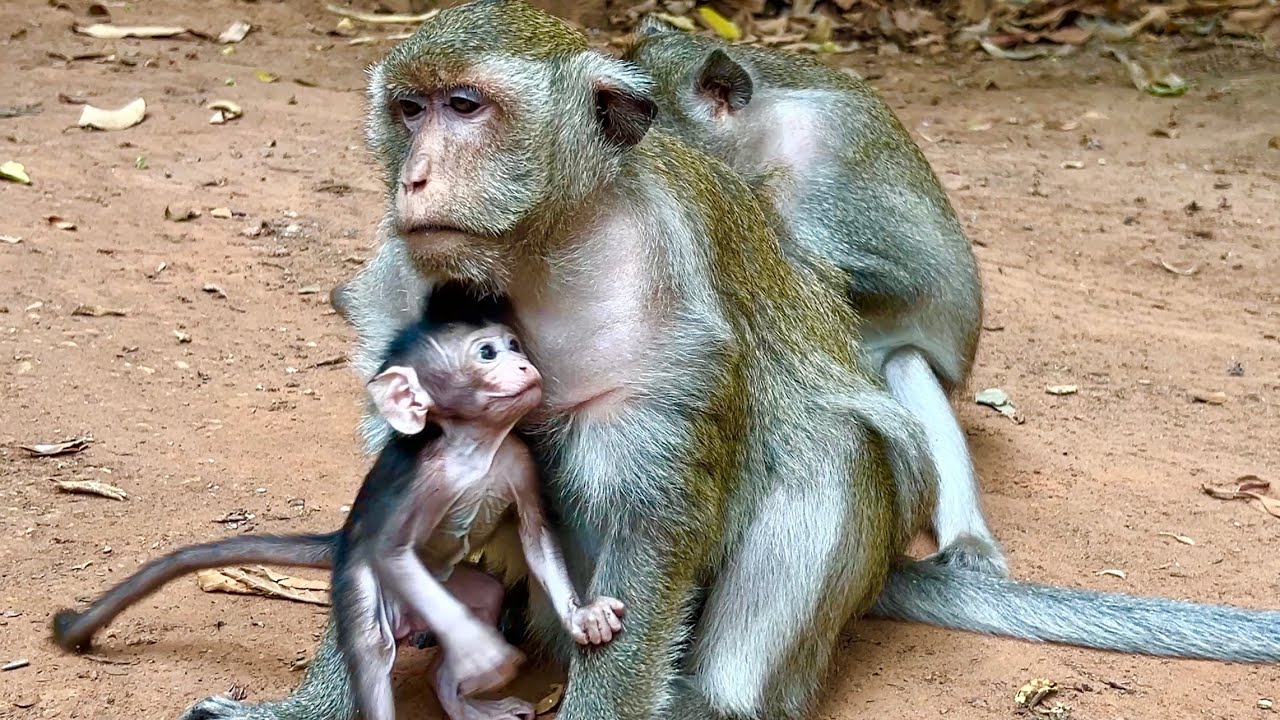 Incredible Story! This’s the most beautiful action of Anna grooms Toma while BB Amina hugging Toma 