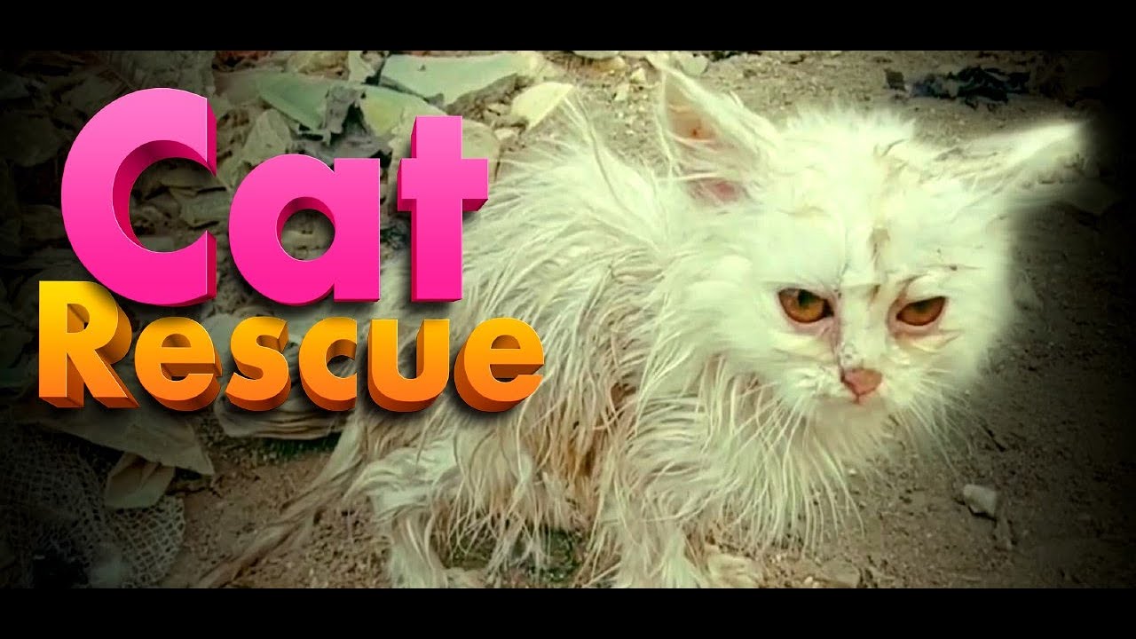 Homeless Cat Rescue