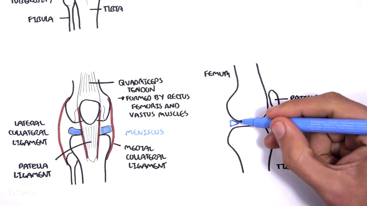 Clinical Anatomy - Knee