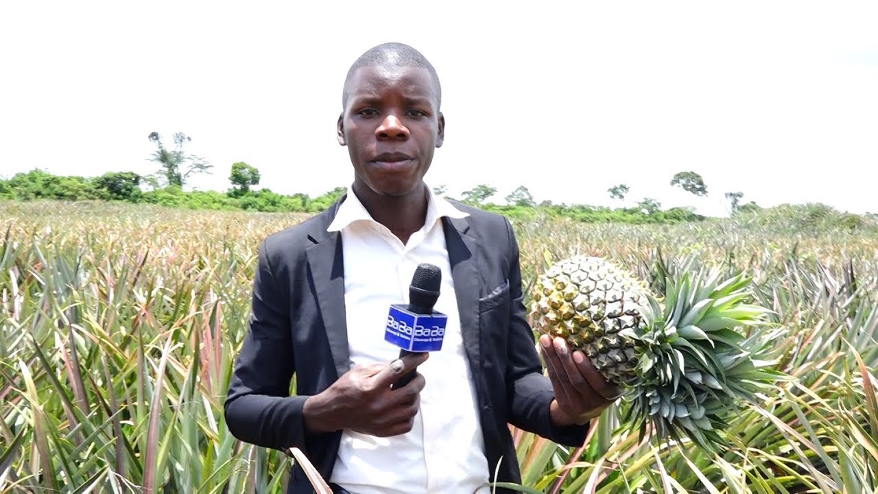 KUNGULA -EARN FROM PINEAPPLE GROWING PART1