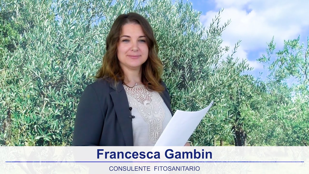 Notiziario olivicolo Emilia Romagna 17 Ottobre 2025