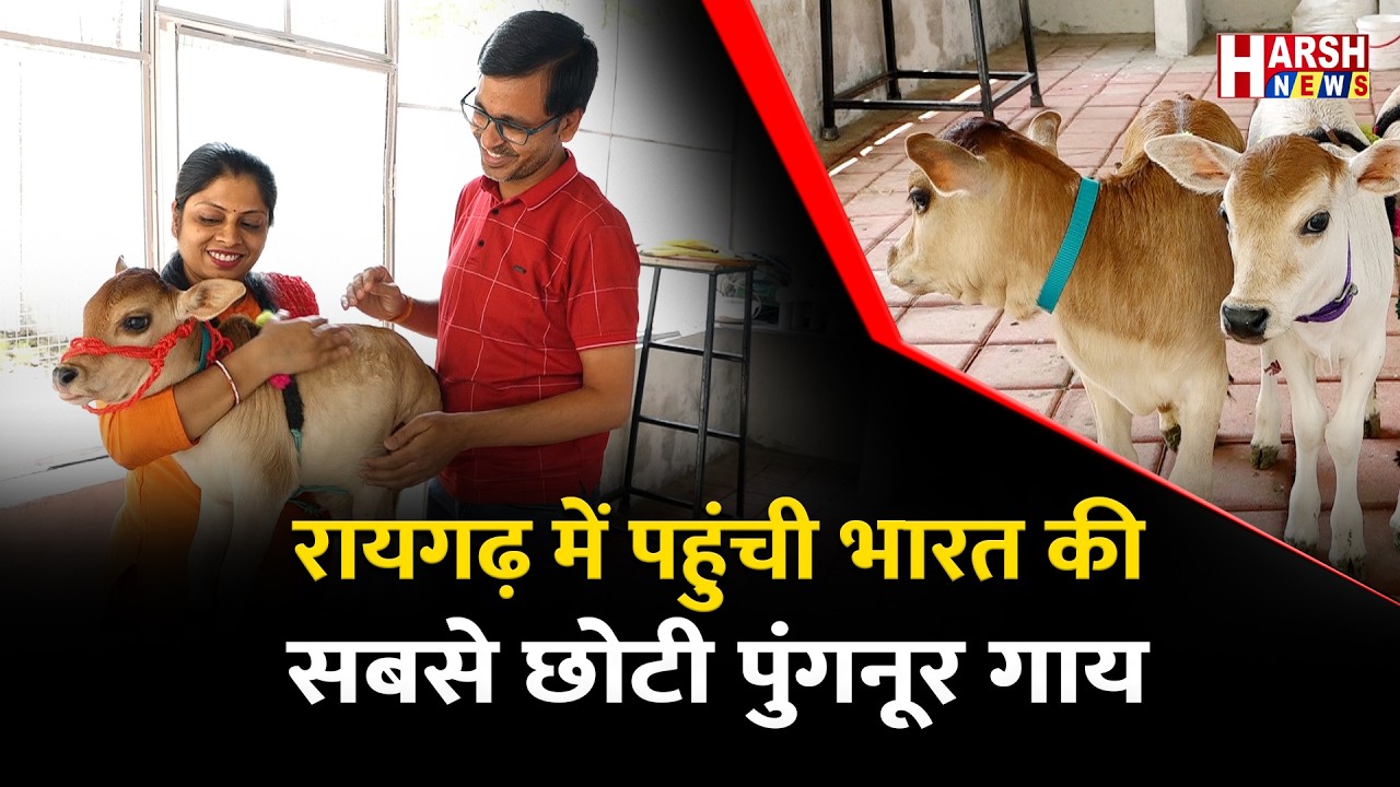पुंगनूर गाय बनी लोगों में आकर्षण का केंद्र | Harsh News
