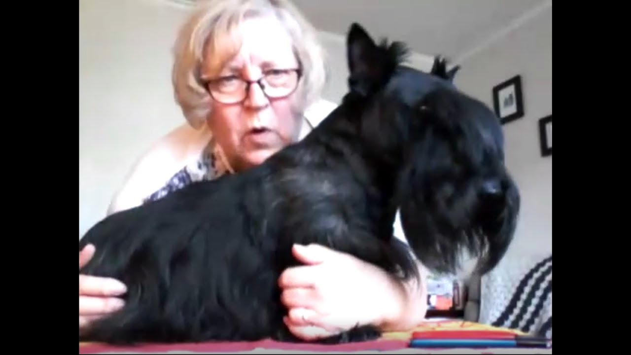 Zoom Groom - How to Handstrip a Scottie