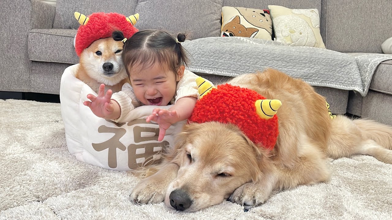 節分に豆柴とゴールデンレトリバーと1歳児と豆まきをしたらこうなりました...