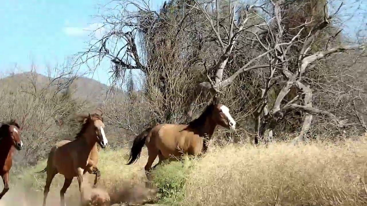 Wild Horses