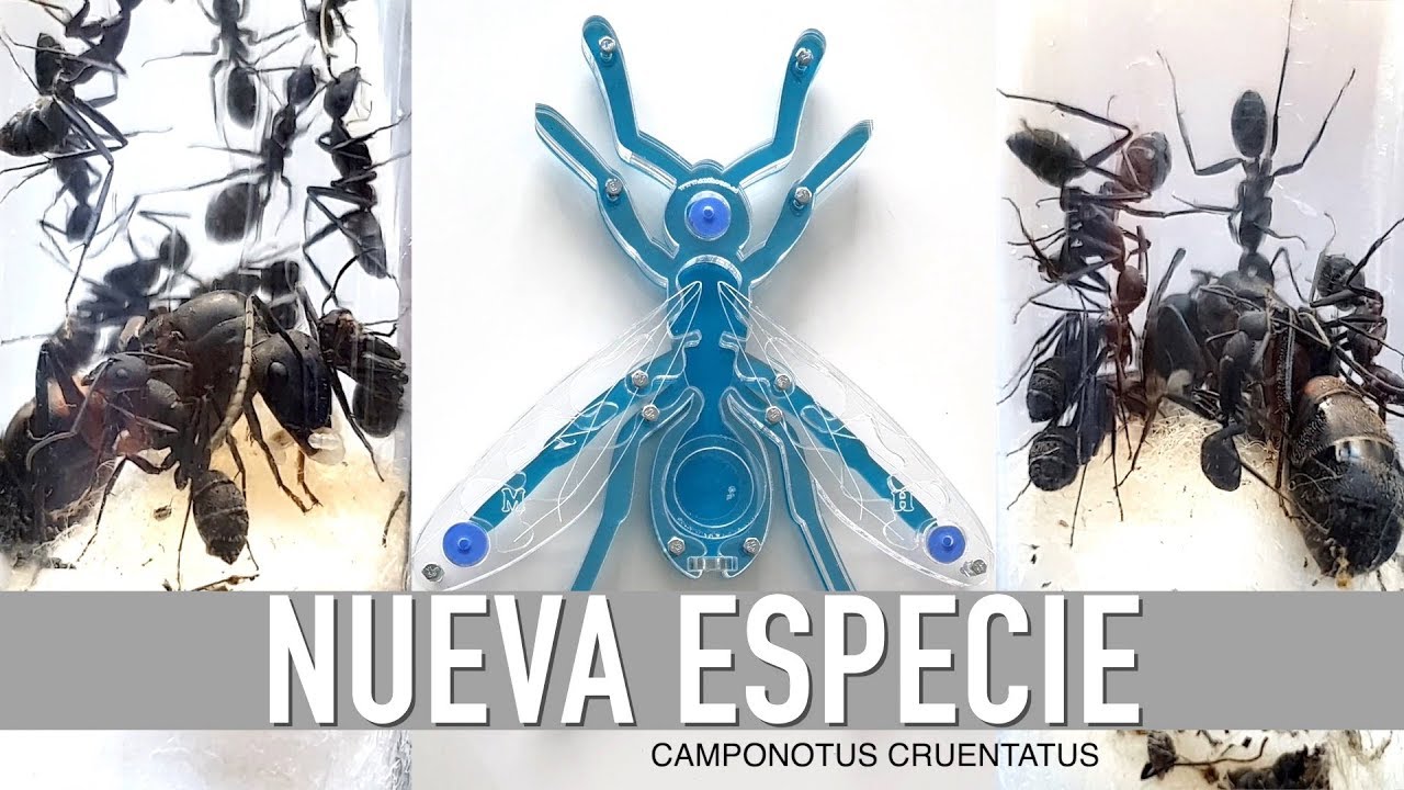 ES ESTA LA HORMIGA REINA MAS GRANDE DE EUROPA ?  😱  Camponotus cruentatus