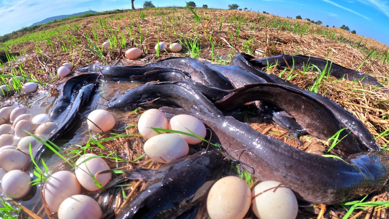 WOW WOW, fishing catch a lot of fish in water and pick duck eggs under the straw