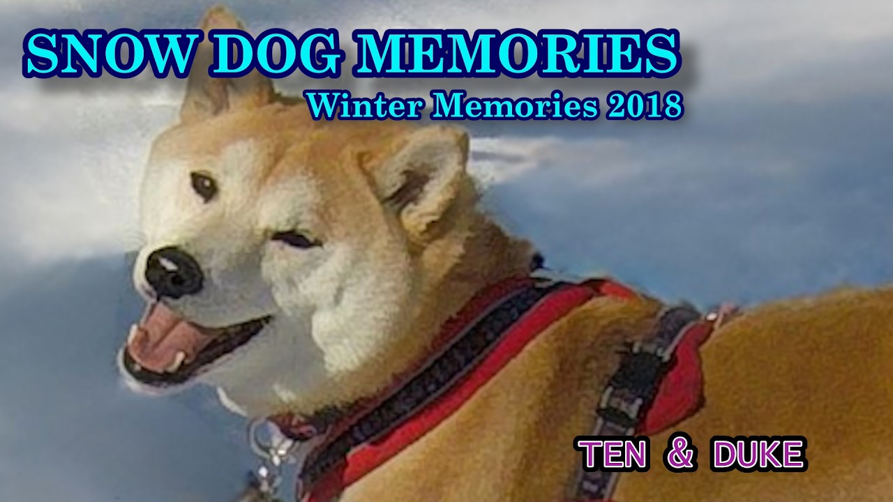 Snow Dog Memories 2018 | Senior Shiba & Dachshund in Nozawa Onsen Japan | Dog Song Diary