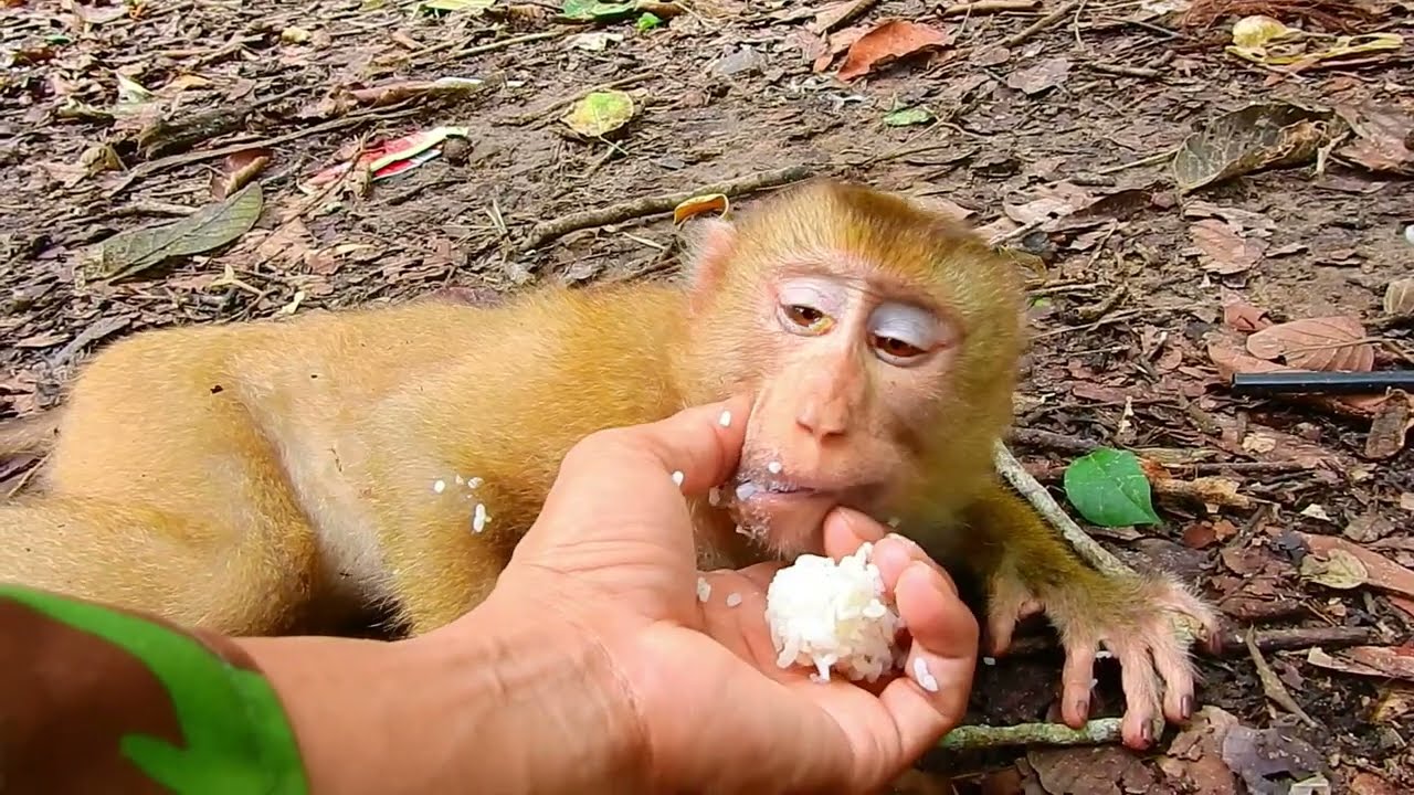 Pitiful monkey Angela, she can not eat rice. We gave her some fruit, Rice, and milk to eat.