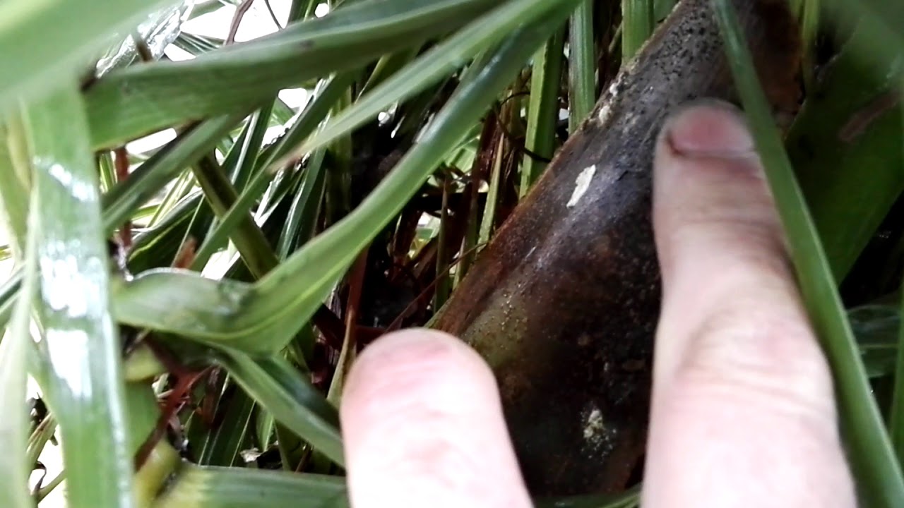 Phoenix canariensis 4 tygodnie po przymrozku -7c   01.12.2019.