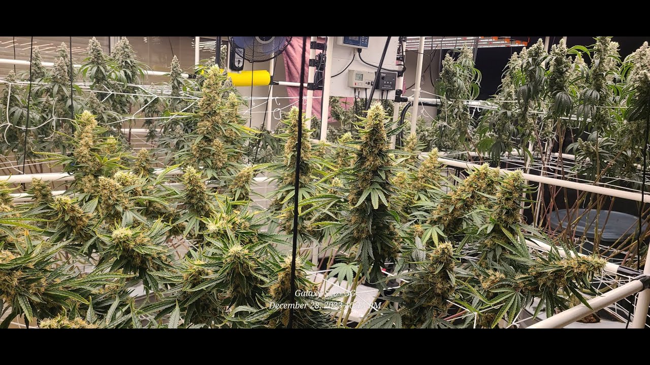 Spider Farmer/ Barneys Farm Run #2, Seed to Harvest in Depth EPf10:  Almost There